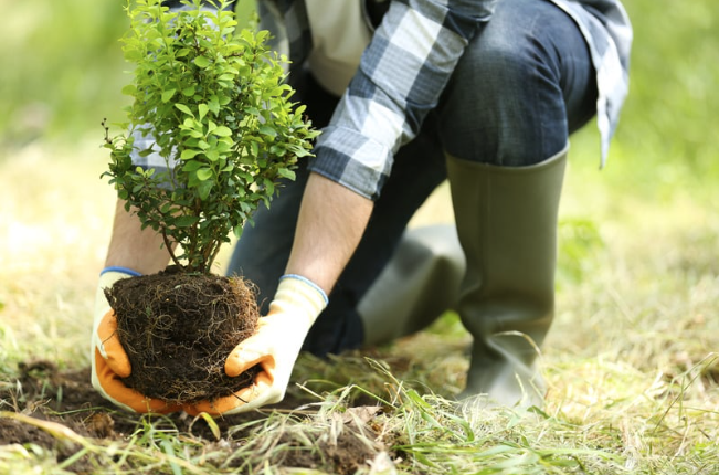 A person bent down with a shrub being planted in the ground